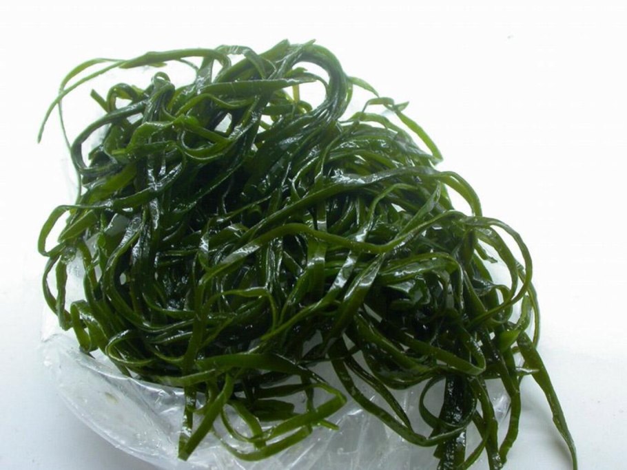 Келп бурая водоросль