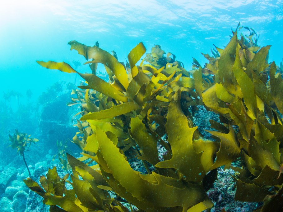 Морские водоросли фукусы, ламинарии.