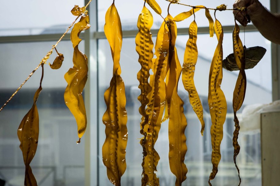 Морские водоросли ламинария