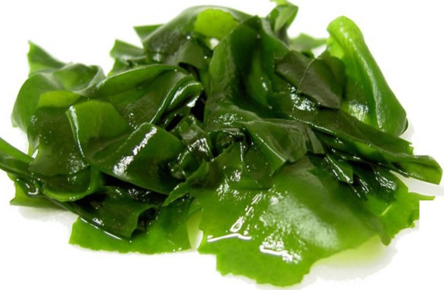 Ламинария Акутус