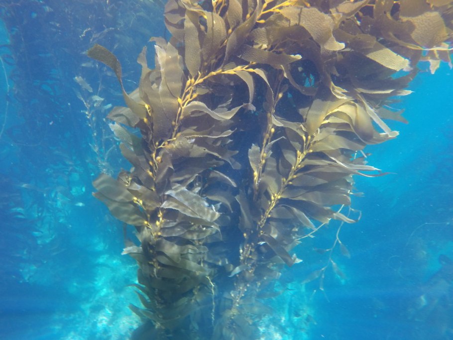 Морские водоросли ламинария