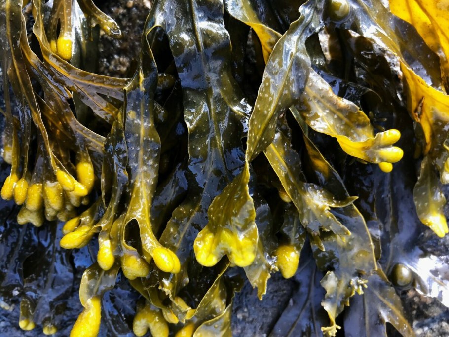 Морские водоросли ламинария