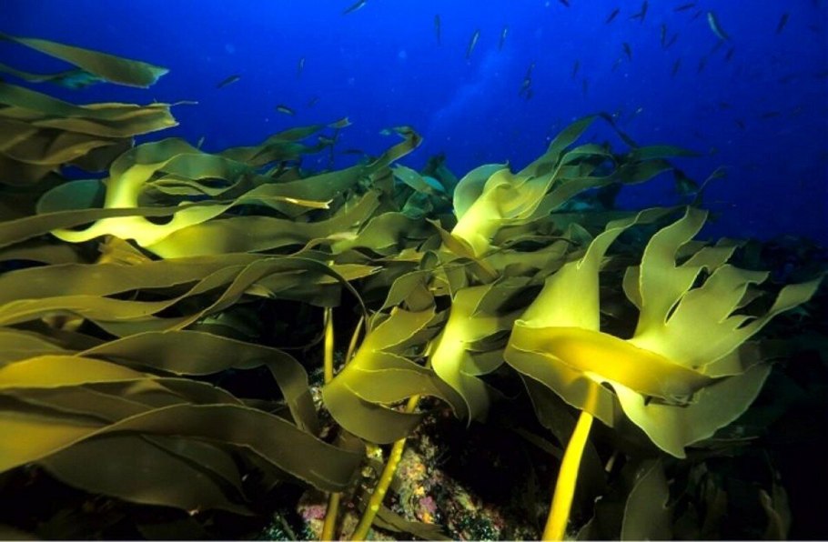 Ламинария царство