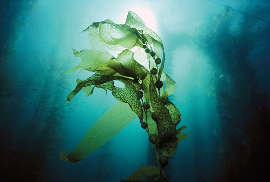 Водоросль морская капуста ламинария