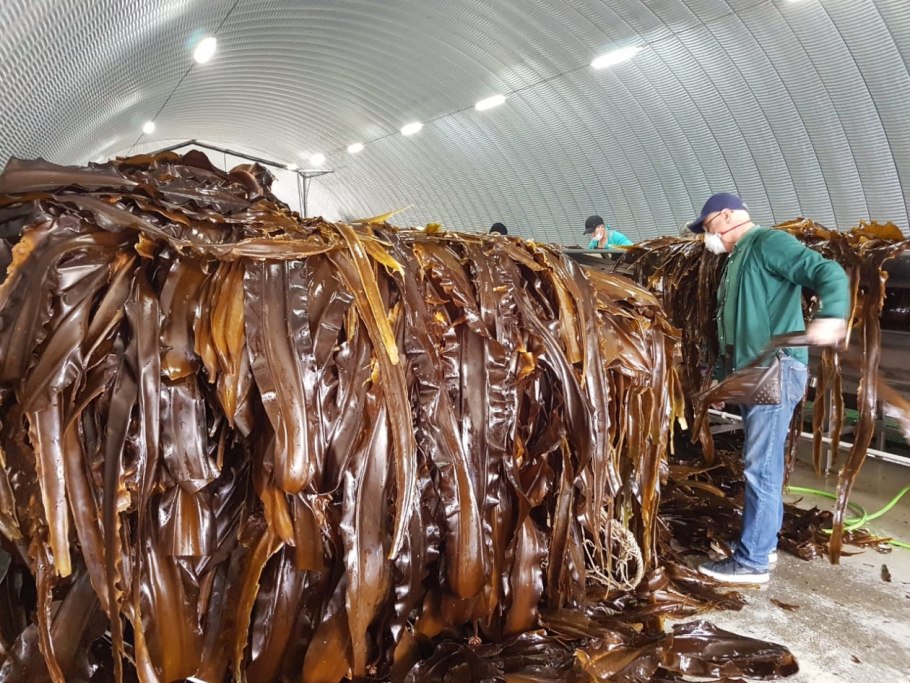 Ламинария морская капуста