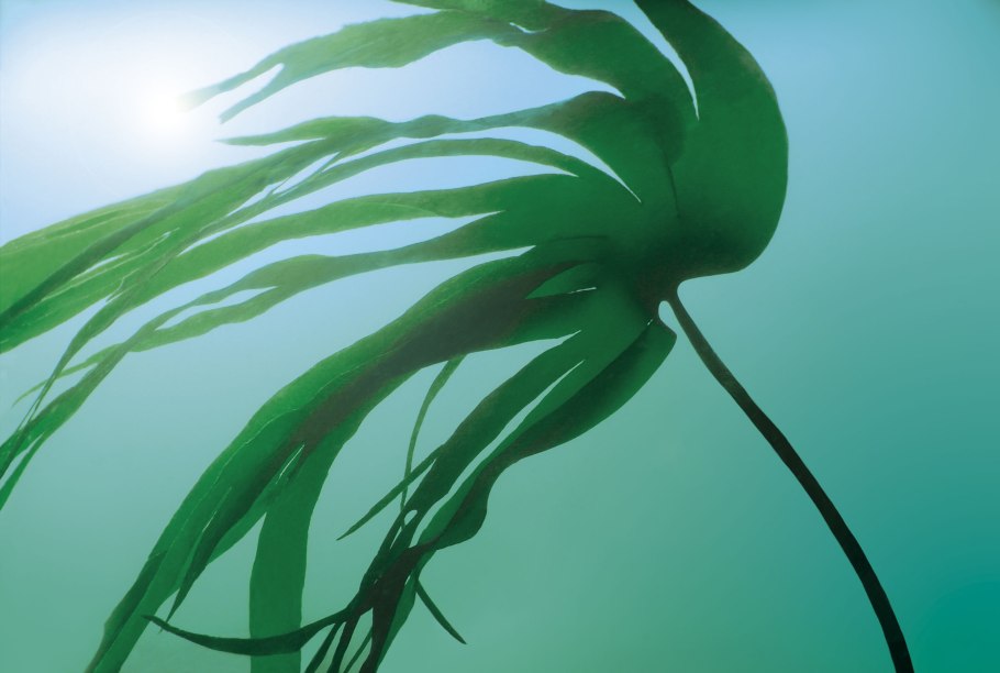 Ламинария Японика