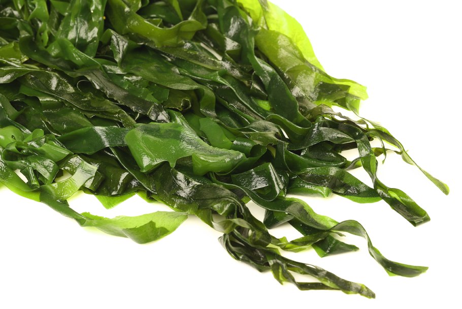 Колониальные водоросли названия