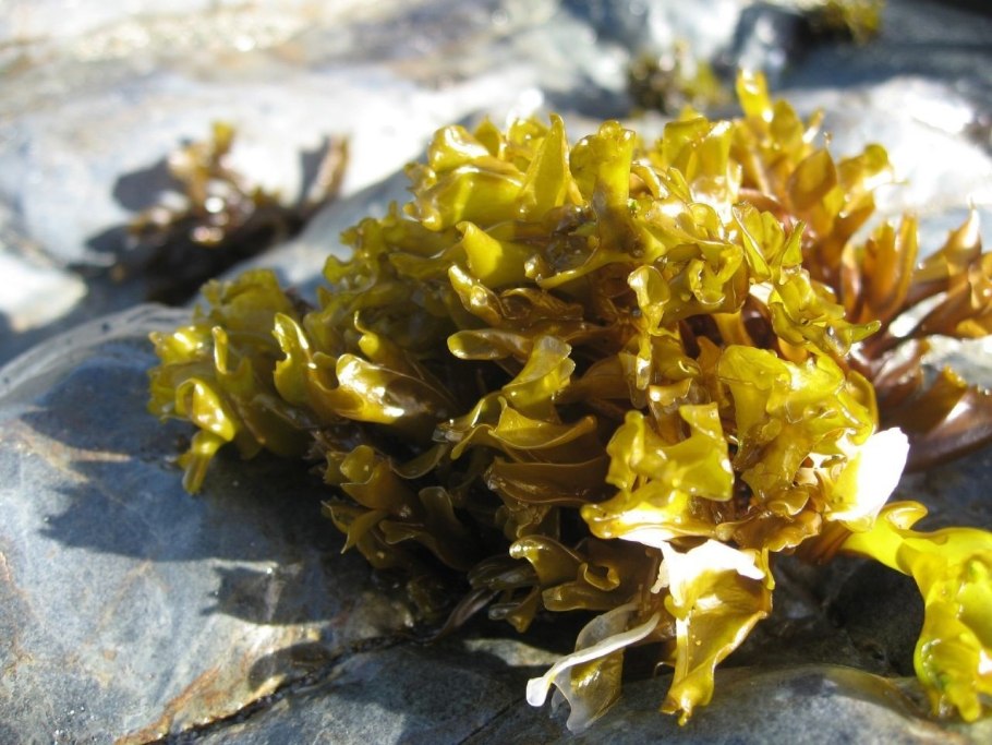 Ламинария японская сублимированная (морская капуста сушеная)