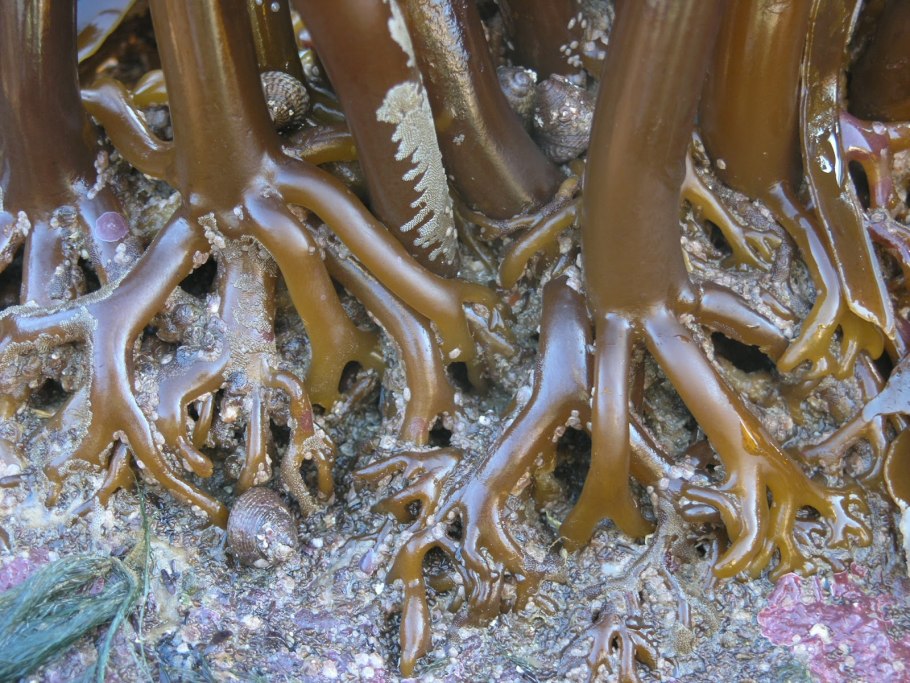 Водоросли в море ламинария