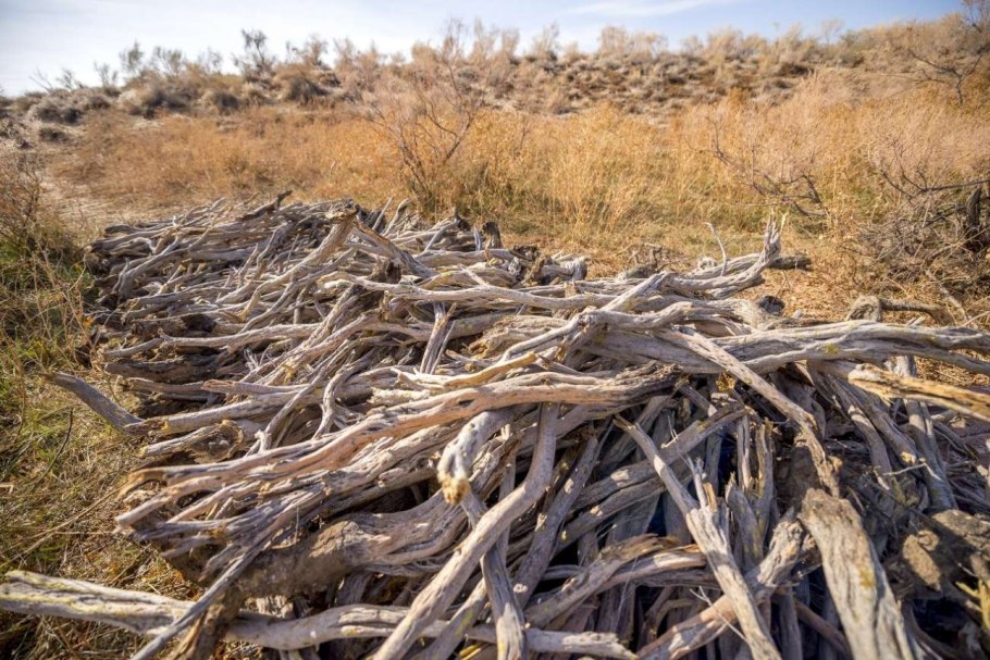 Саксаул дерево без тени