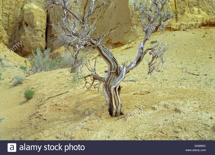 Зона полупустыни и пустыни растения и животные