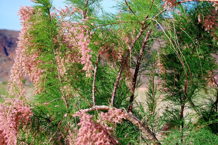 Кандым растение пустыни