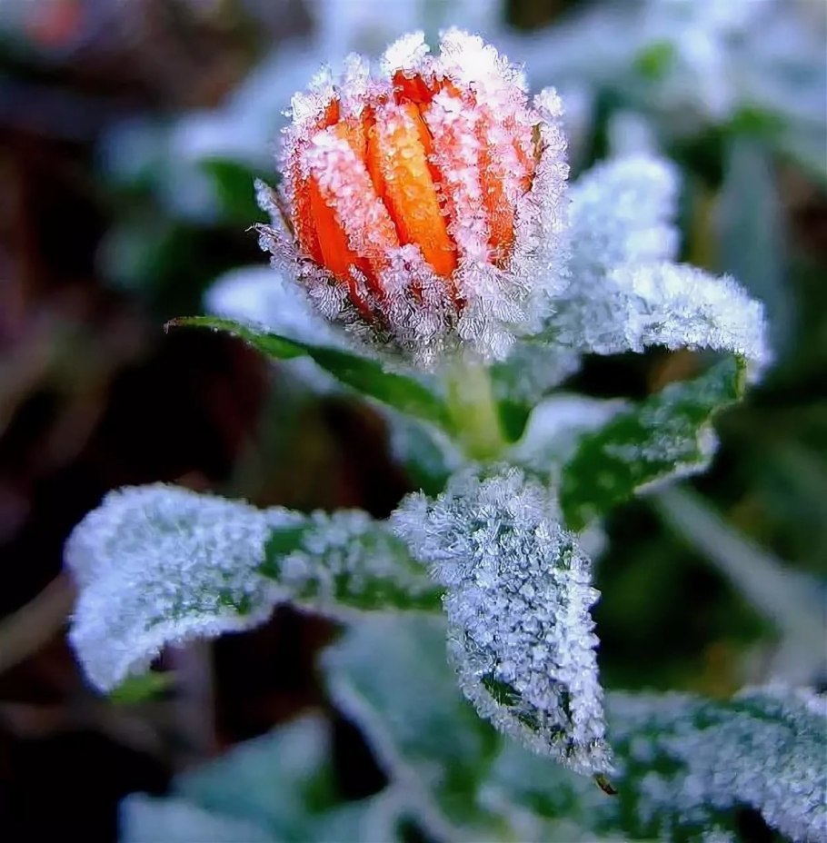 Морозник зимний цветок