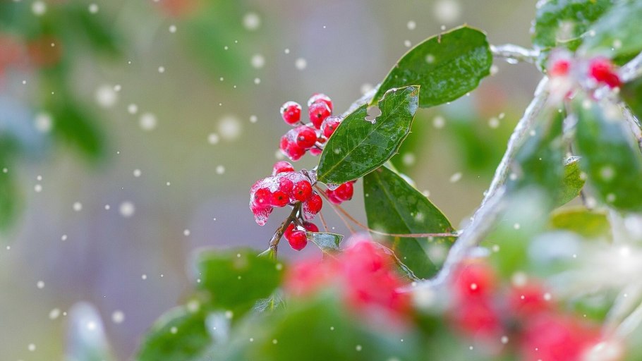 Первоцвет примула в снегу
