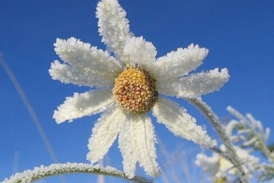 Растения под снегом