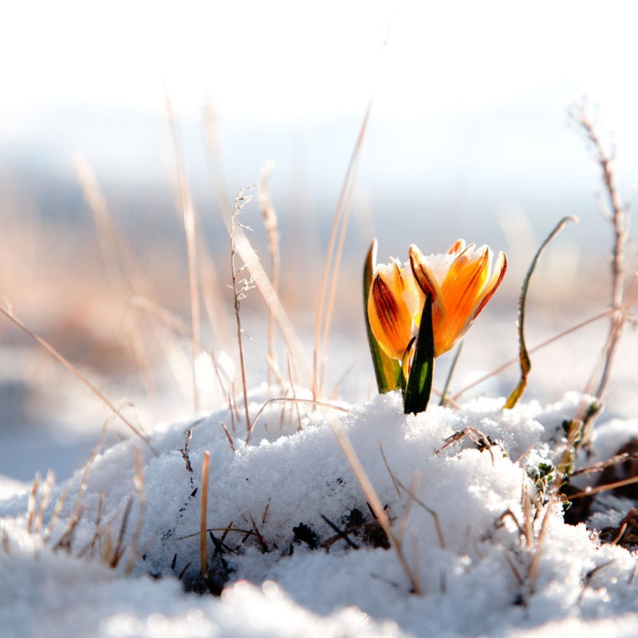 Альпийские Луга Швейцария