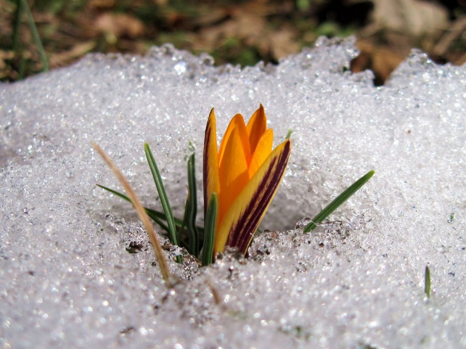 Цветы в снегу