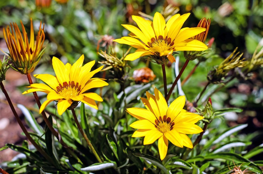 Альпийские Луга Кавказа . Эдельвейс