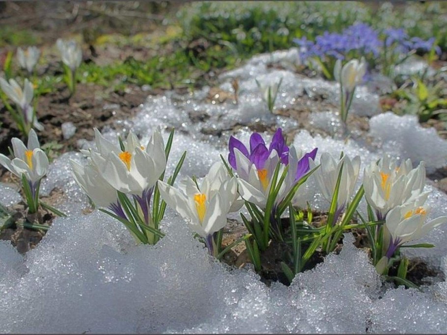 Альпийские Луга Северной Осетии РСО Алания