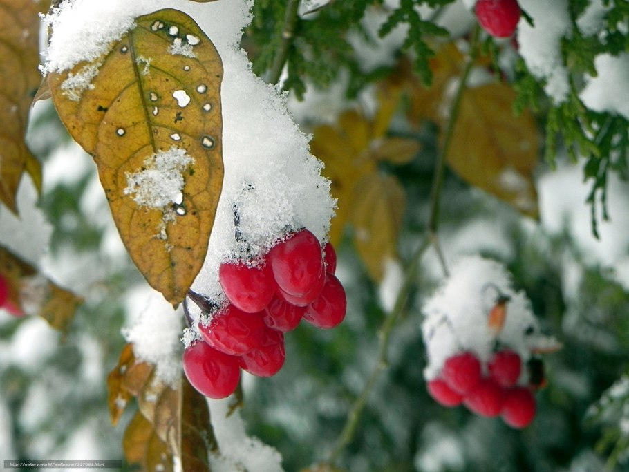 Какие цветы цветут в январе