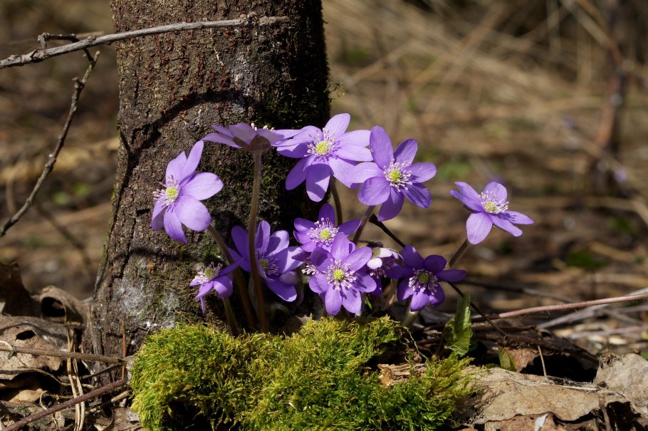 Сообщение о первоцветах 2 класс окружающий
