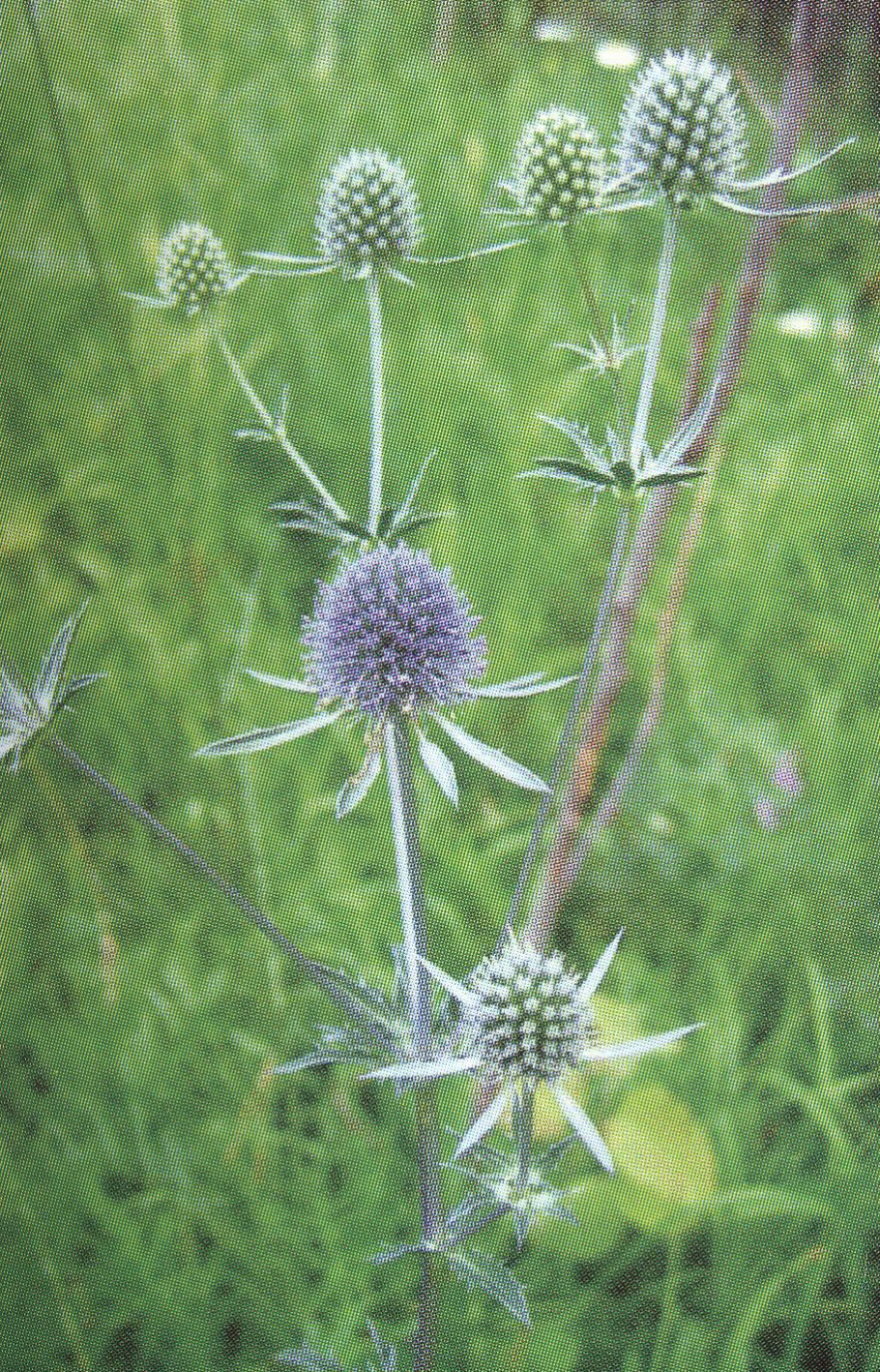 Синеголовник морской