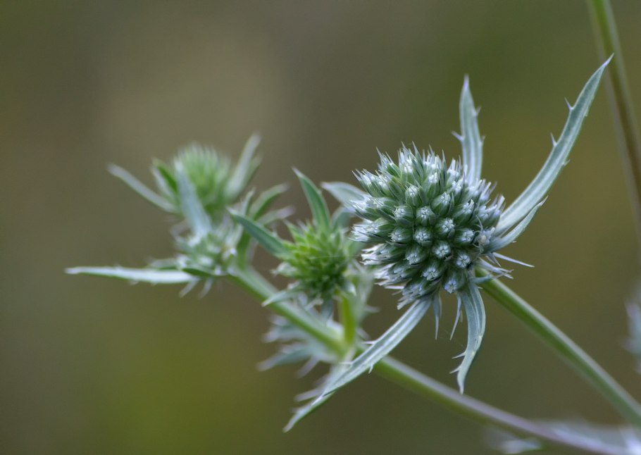 Синеголовник плосколистный Eryngium Planum