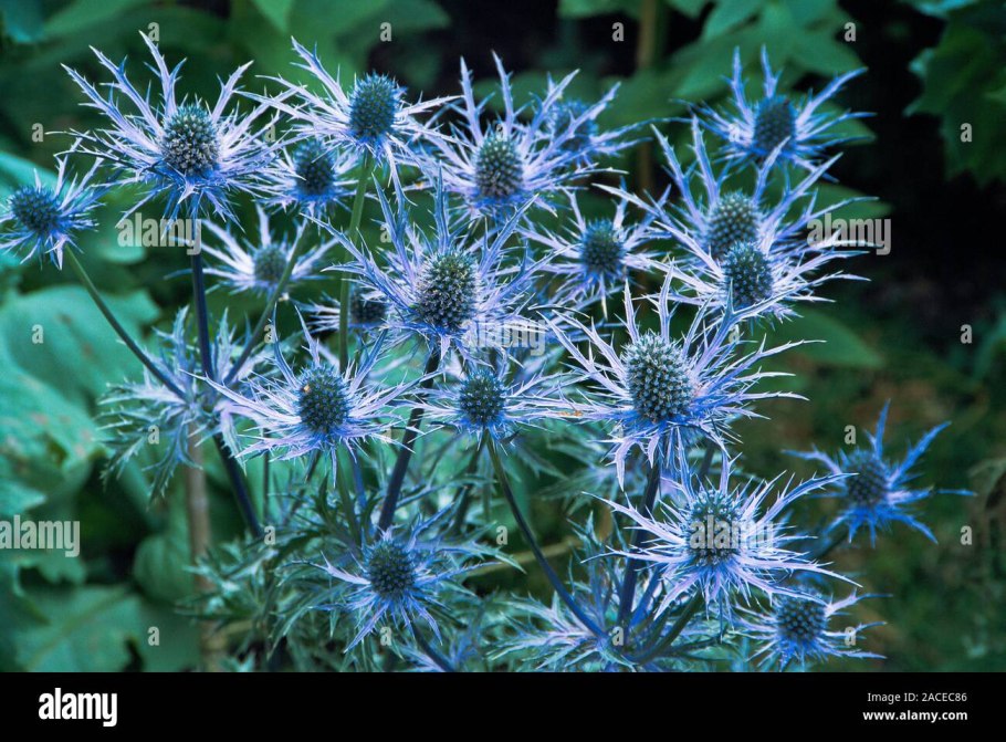 Синеголовник (Eryngium)