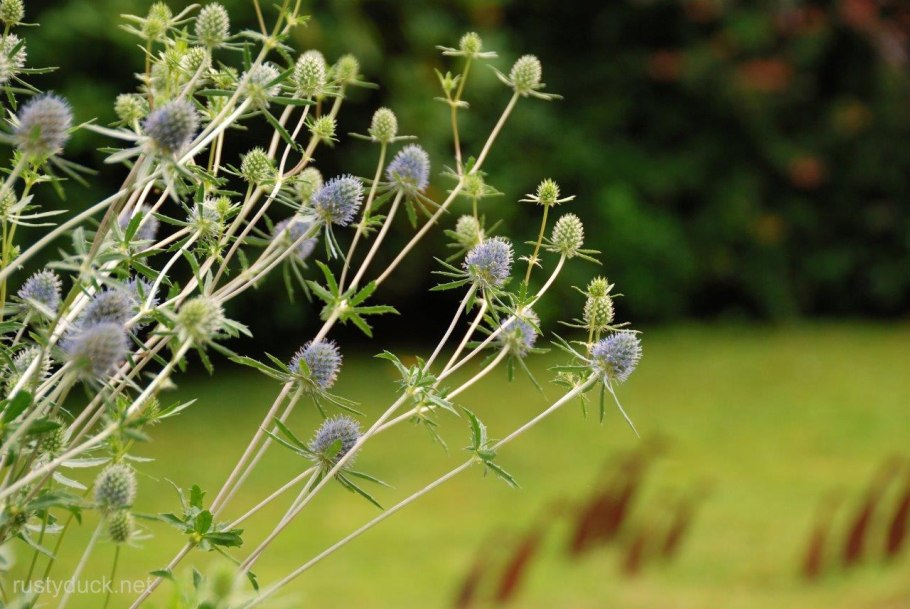 Синеголовник (Eryngium)