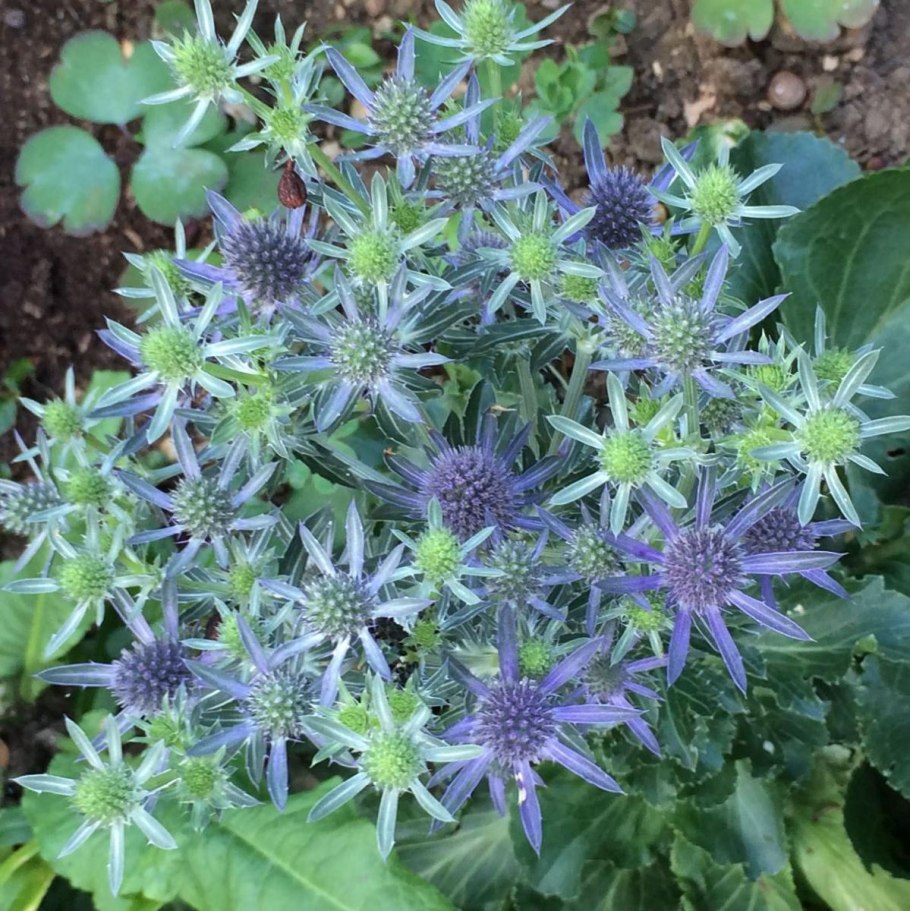 Синеголовник (Eryngium)