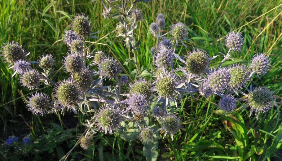 Синеголовник плосколистный Eryngium Planum