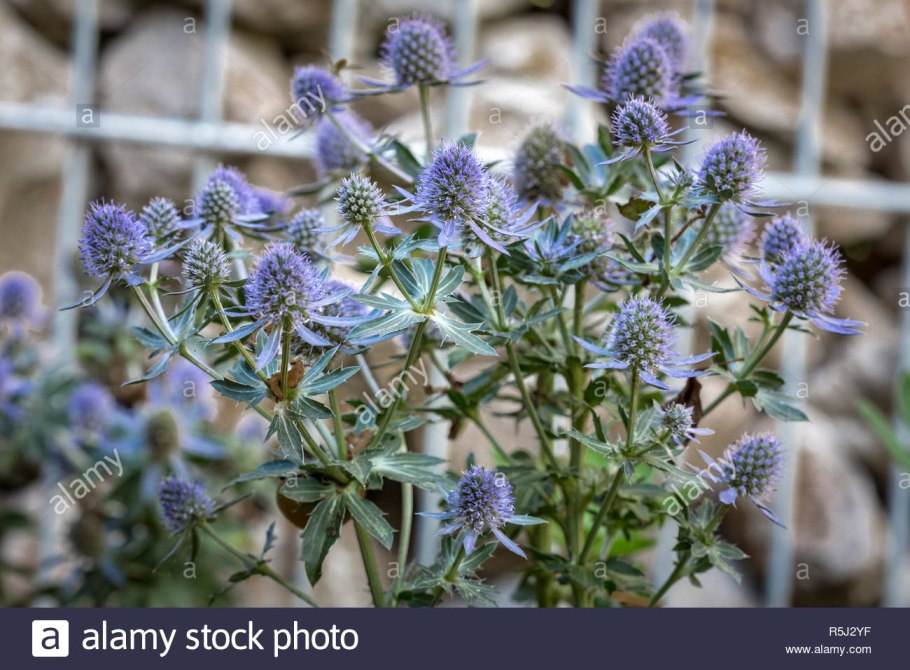 Эрингиум-краш(чертополох) сушеный