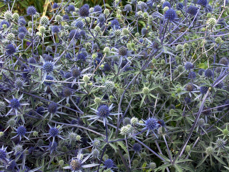 Чертополох синеголовник Чертогон