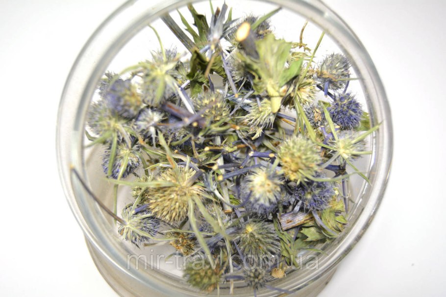 Eryngium Campestre l. – синеголовник полевой