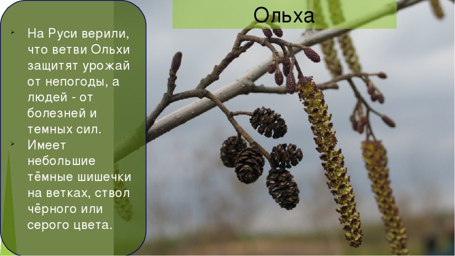 Ольха побеги