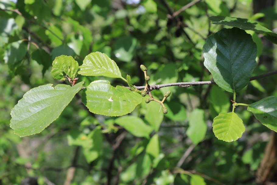 Alnus glutinosa (ольха европейская)