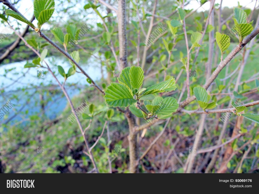 Ольха черная (Alnus glutinosa)