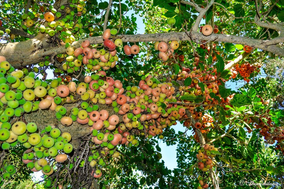 Дерево Баньян Вриндаван