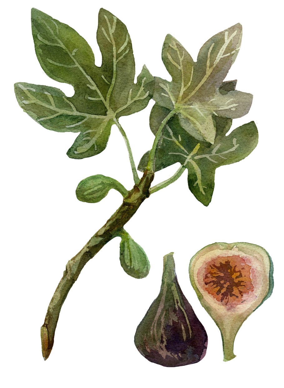 Сикомор, смоковница