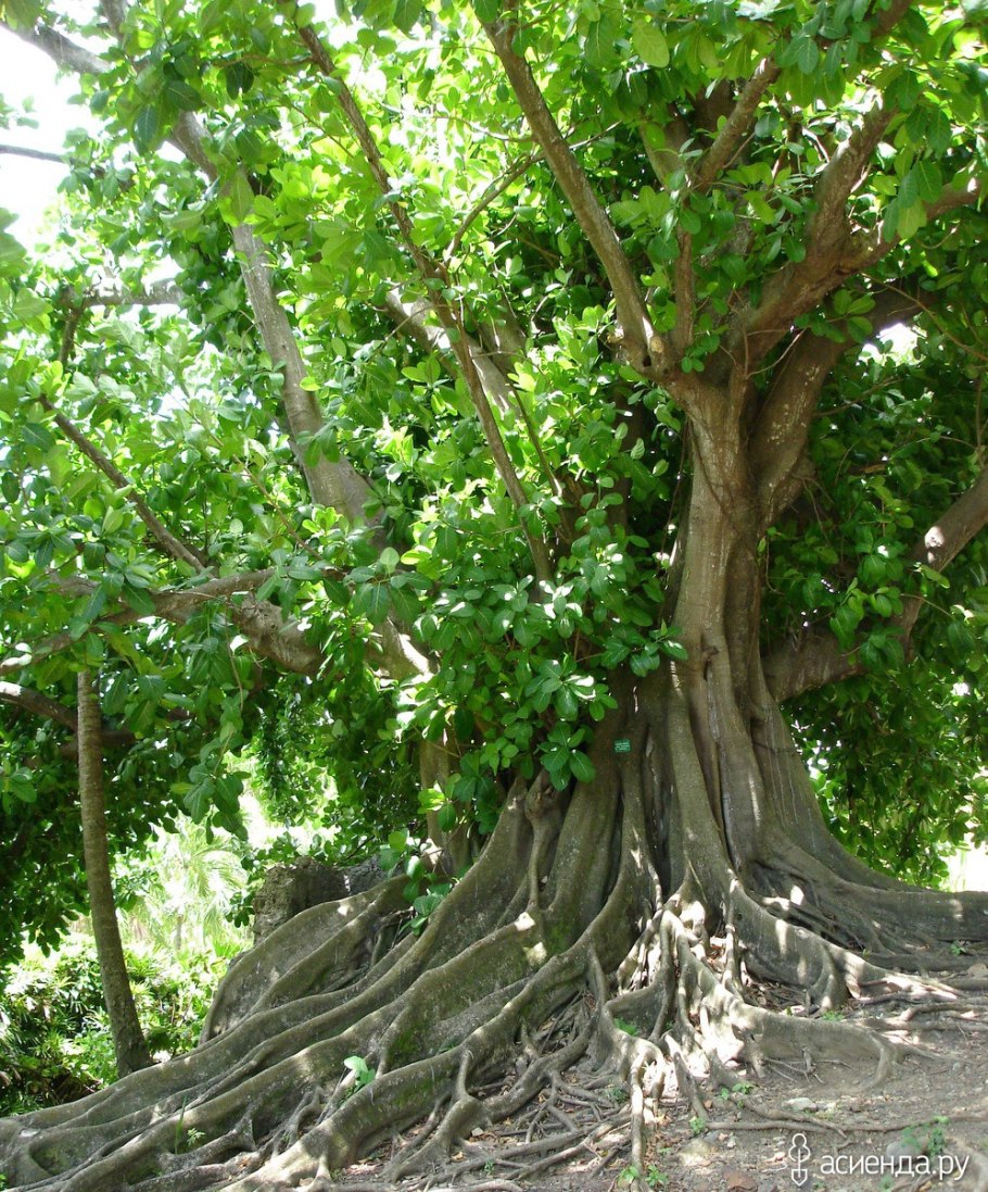 Инжир Таврический