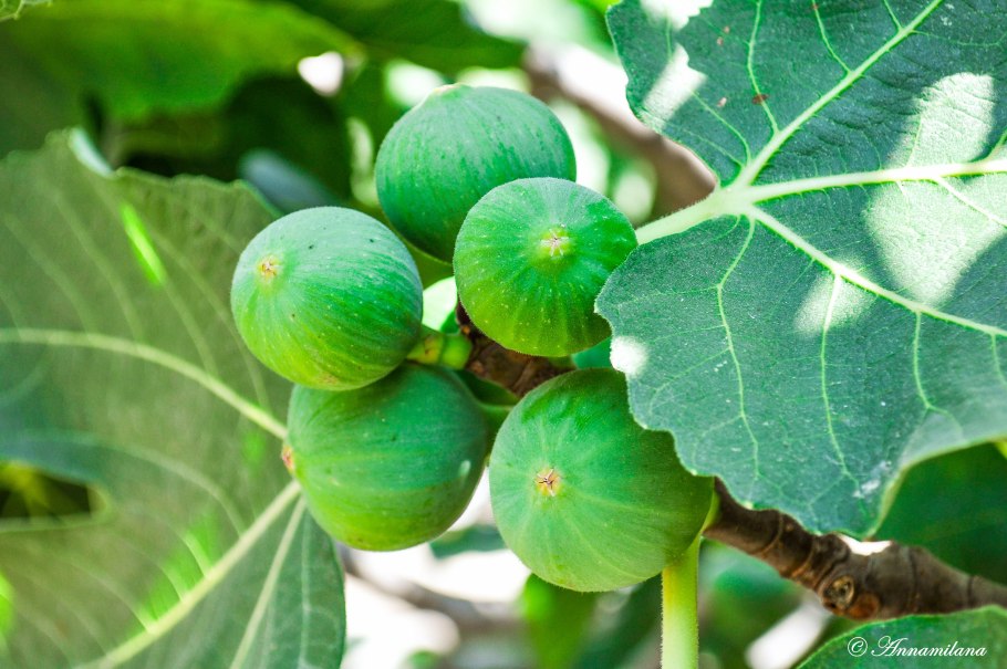 Смоковница винная ягода