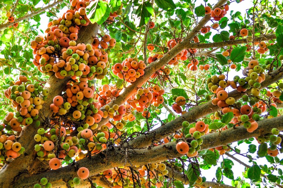 Дерево роща Баньян