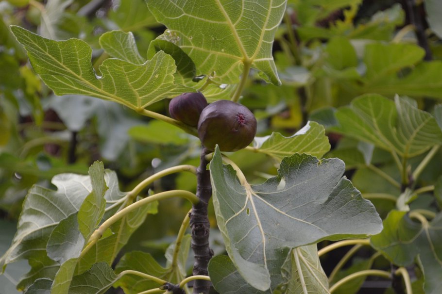 Фикус Бенджамина в дикой природе