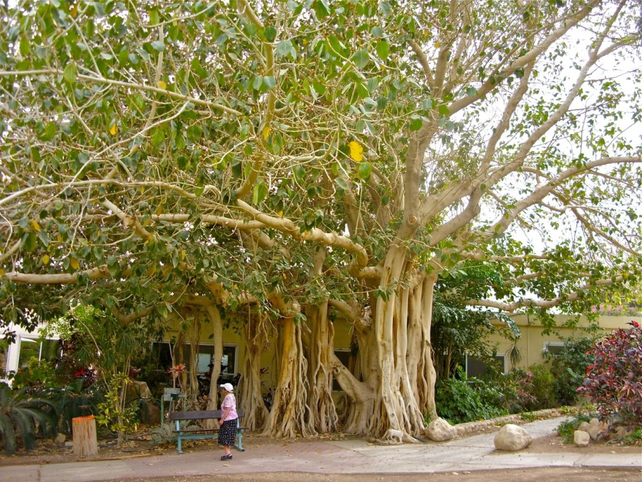 Сикомор, смоковница