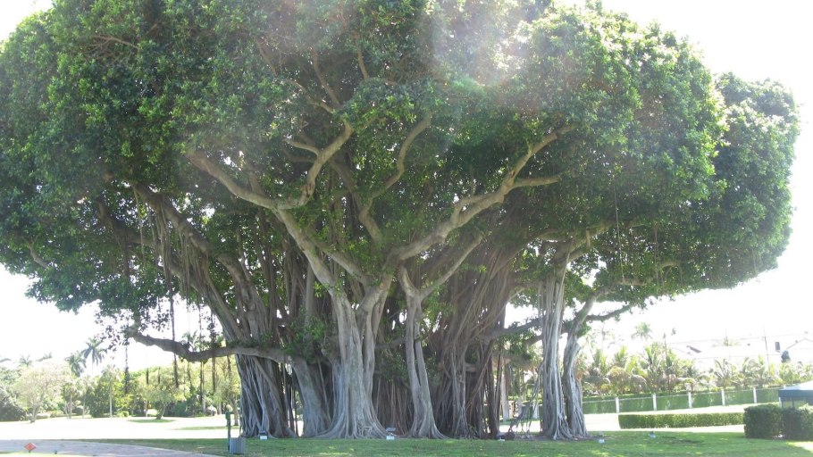 Сикомор, смоковница