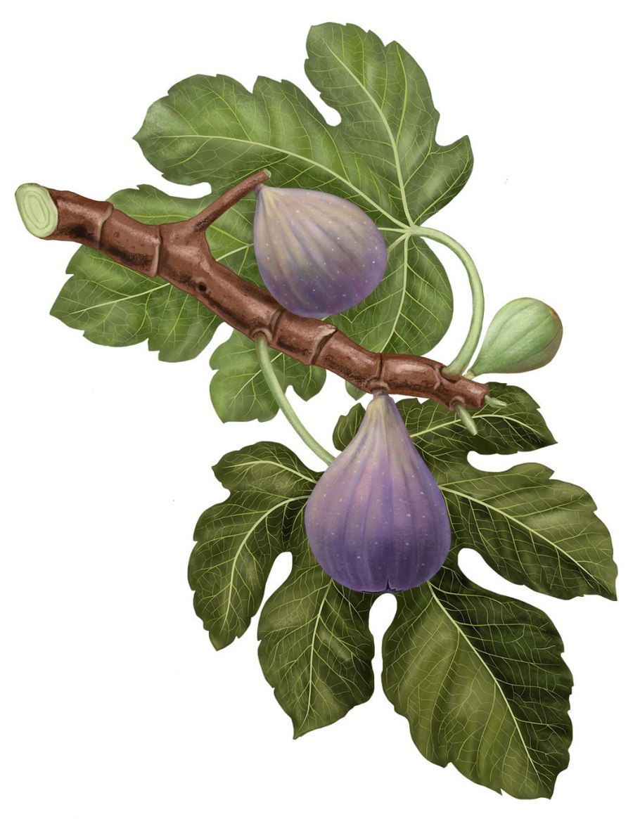 Инжир Крымский темный