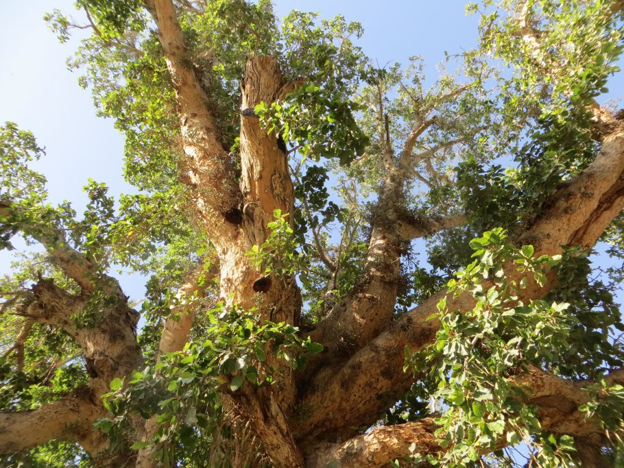 Фикус сикомор