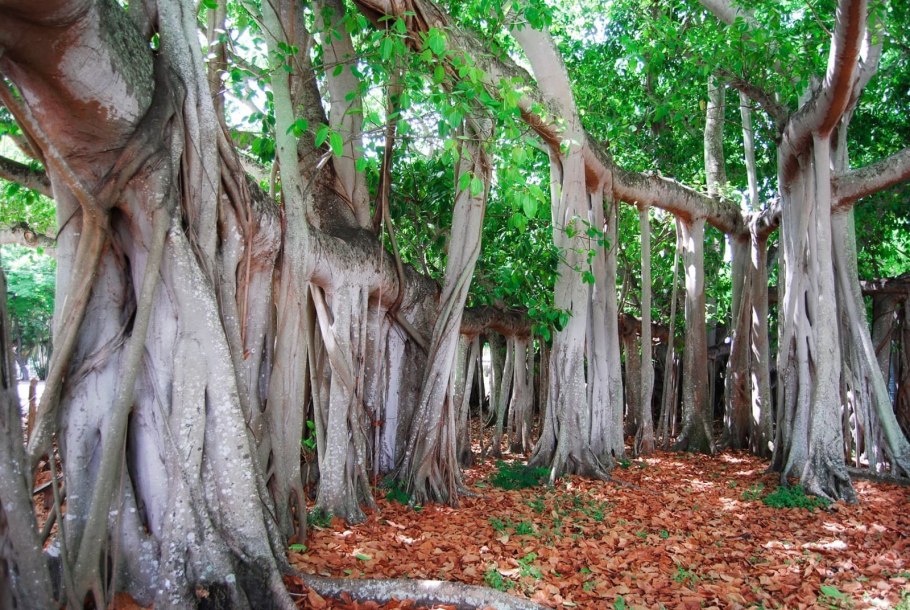 Фѝкус Карика, инжир – Ficus carica