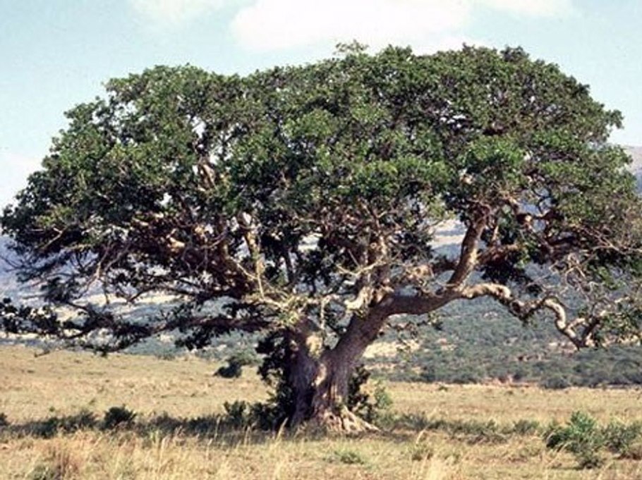 Карика дуболистная