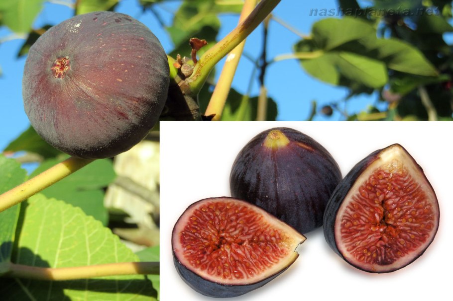 Инжир незрелый